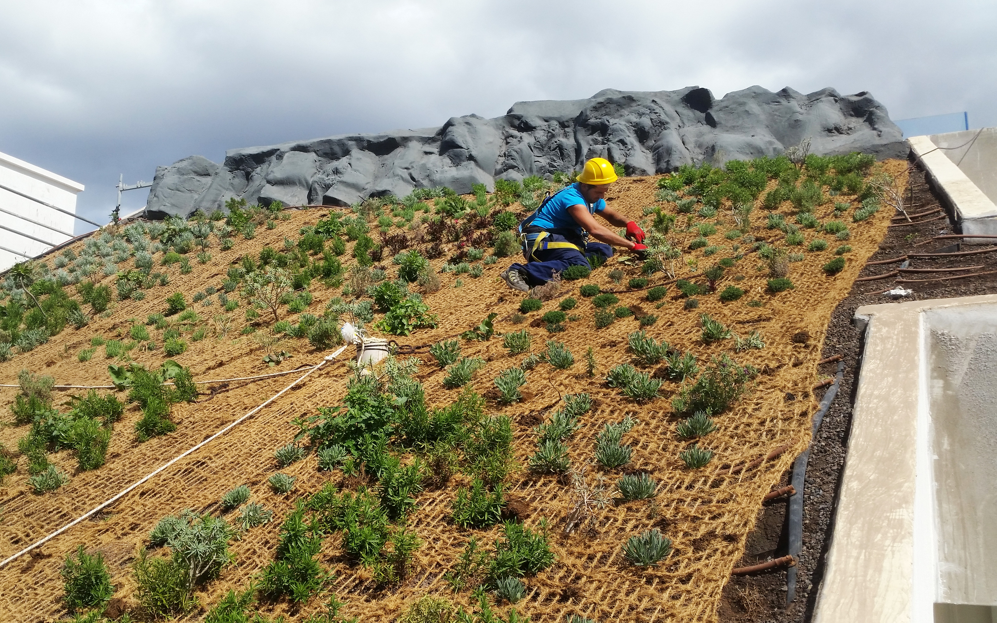 The drought-resistent shrubs and perennials are well coordinated in colours giving the roof its unique design. Roof gardener planting on a green roof